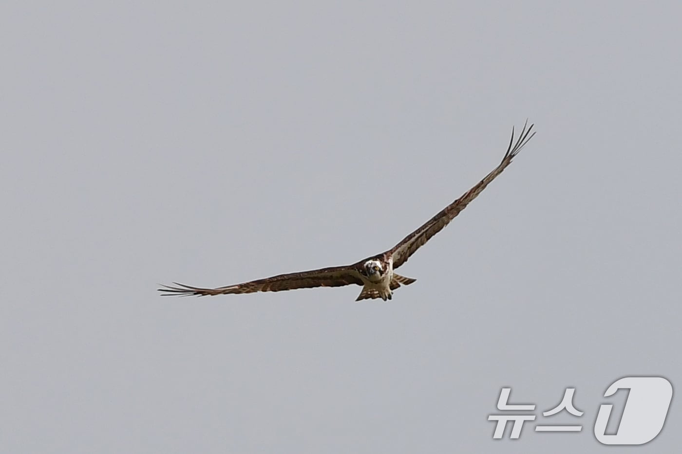 10일 경북 포항시 남구 연일읍 형산강 상공에서 환경부 멸종위기 야생생물 II급 물수리가 물고기 사냥을 준비하고 있다. ⓒ News1 최창호 기자