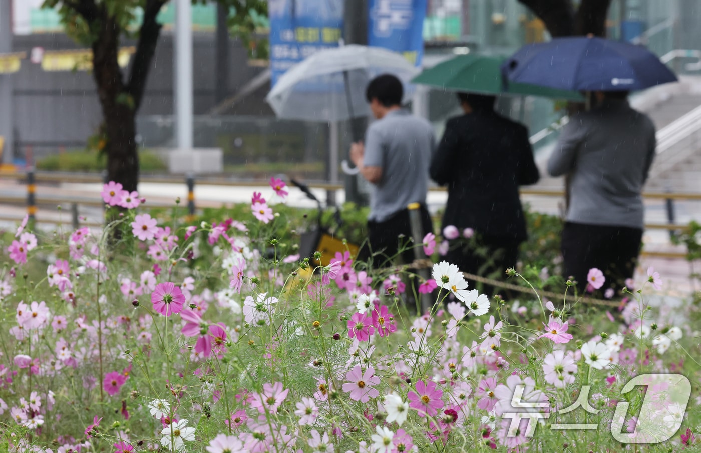 경기 수원시 영통구 경기도청 인근에서 시민들이 우산을 쓰고 지나가고 있다. 2025.10.10/뉴스1 ⓒ News1 김영운 기자