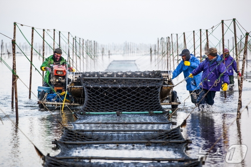 고창 지주식 김 수확 모습. (고창군 제공. 재판매 및 DB금지)