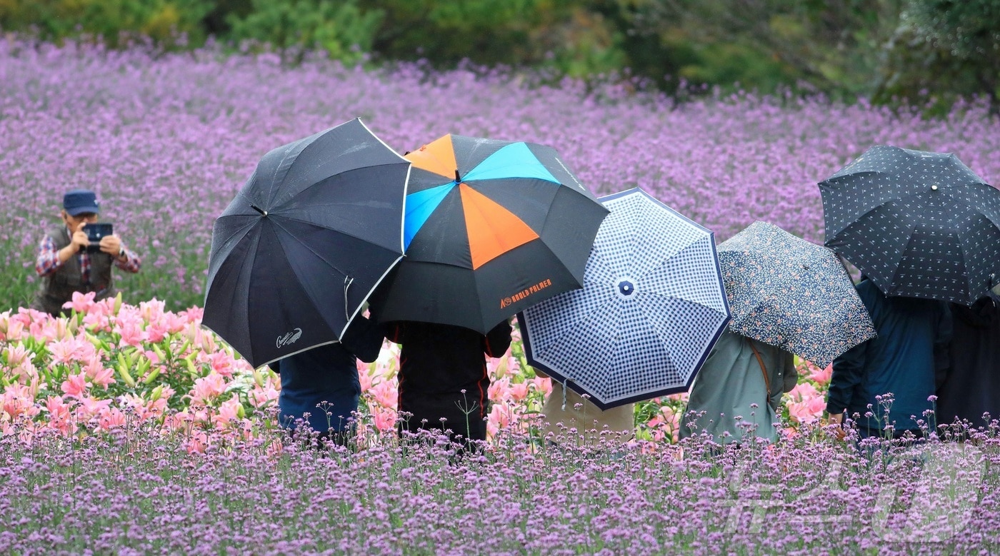 19일까지 강원 인제 북면 용대리 일원에서 열리는 가을꽃 축제장을 찾은 관광객들이 우산을 쓰고 가을 정취를 만끽하고 있다. (인제군 제공. 재판매 및 DB 금지) /뉴스1 ⓒ News1 한귀섭 기자