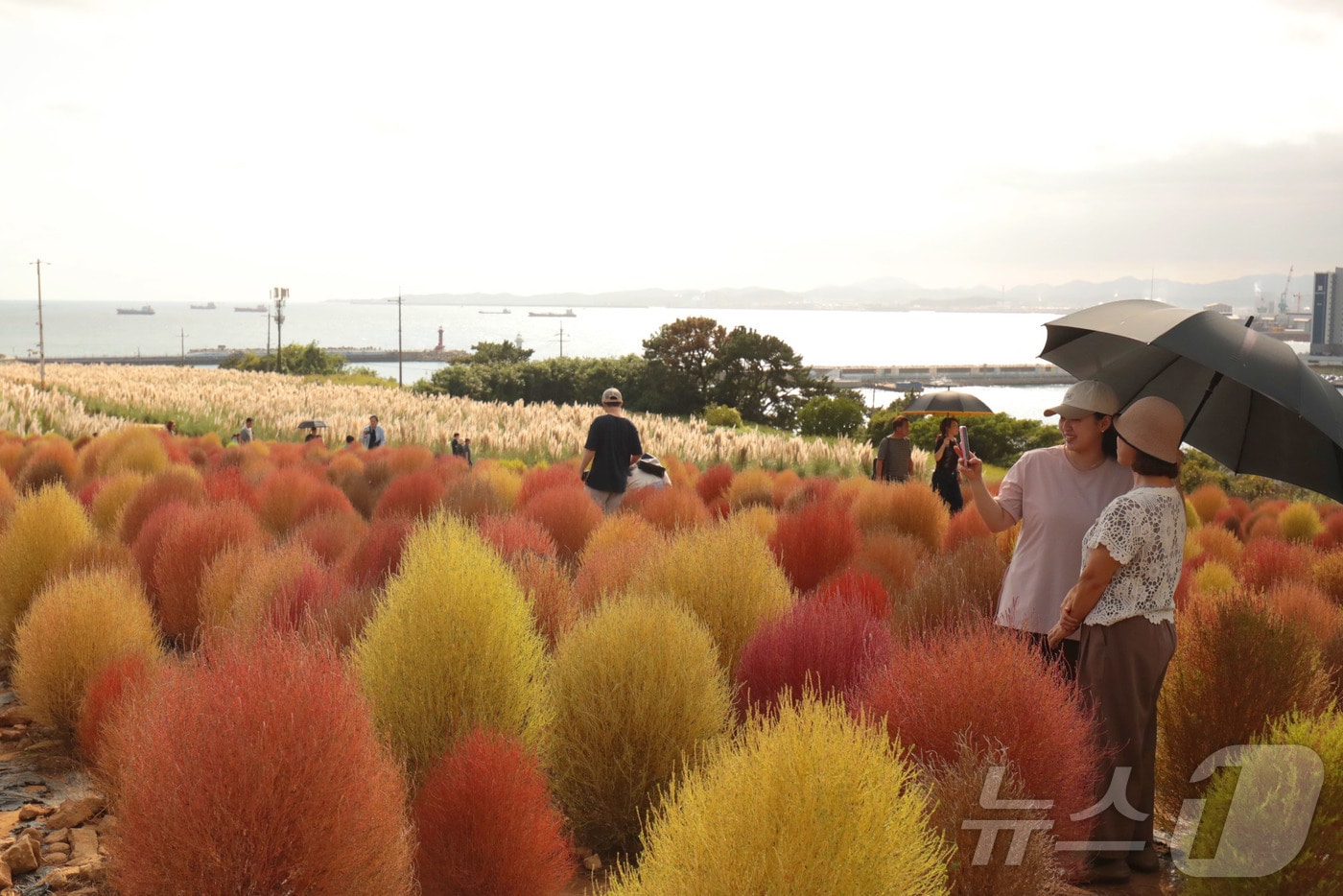 연휴 마지막날인 12일 울산 동구 슬도 초화단지를 찾은 시민들이 붉게 물들어가는 댑싸리 사이로 나들이를 하고 있다. 2025.10.12/뉴스1 ⓒ News1 김세은 기자