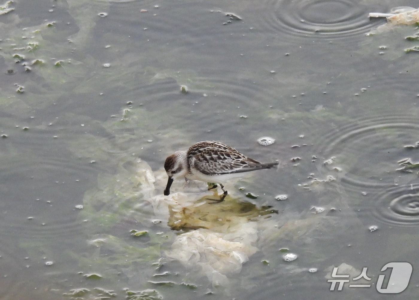 자연환경해설사 이성남 씨가 지난 달 7일 촬영한 멸종위기야생생물 넓적부리도요의 모습.(울산시 제공. 재판매 및 DB금지)/뉴스1