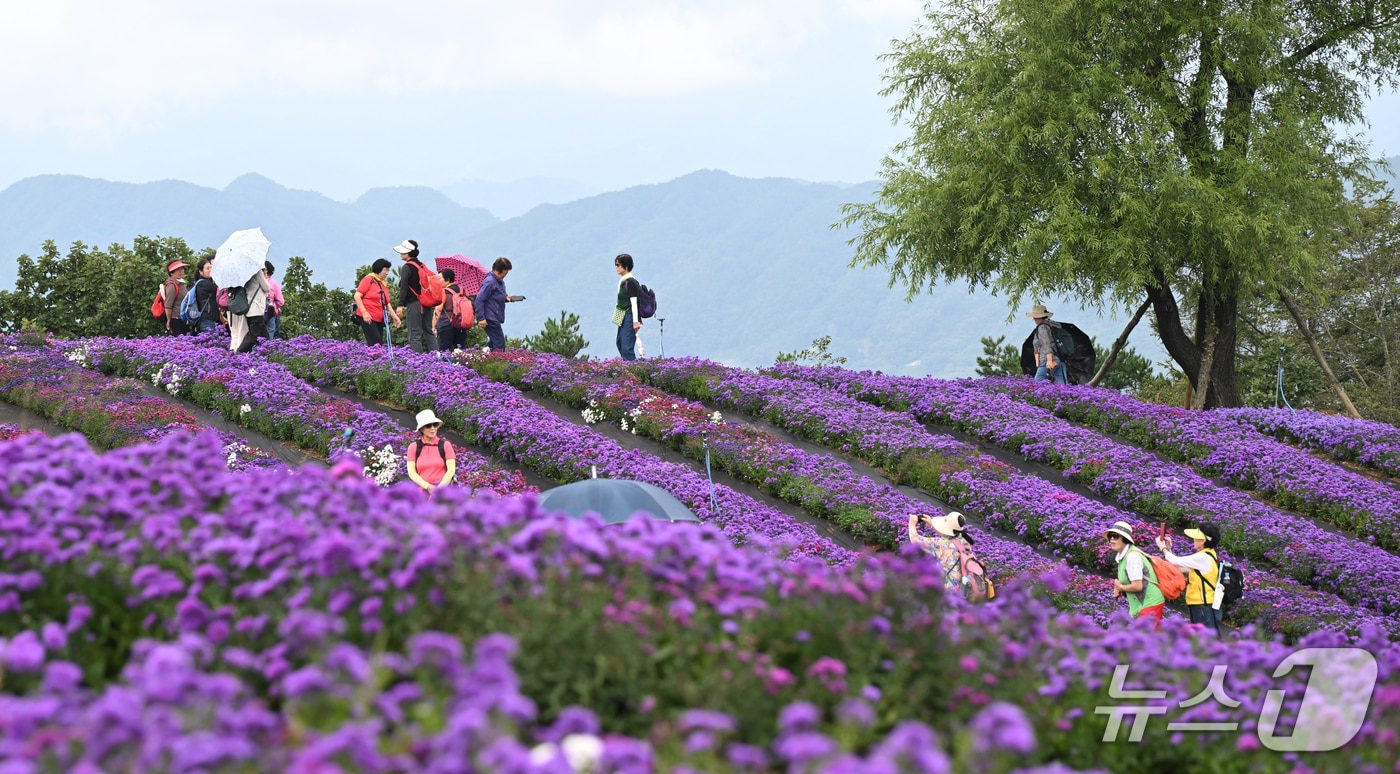 거창군 감악산 별바람언덕의 아스타국화&#40;거창군 제공. 재판매 및 DB금지&#41;.