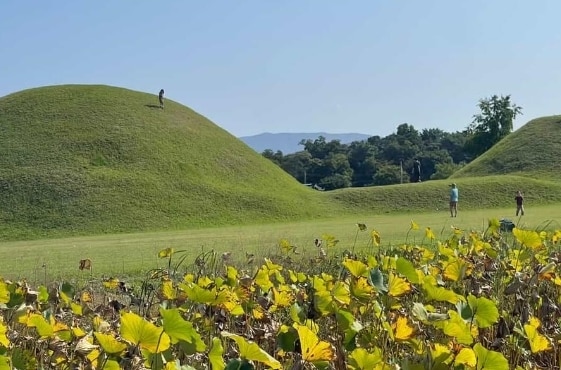 &#40;보배드림 갈무리&#41;