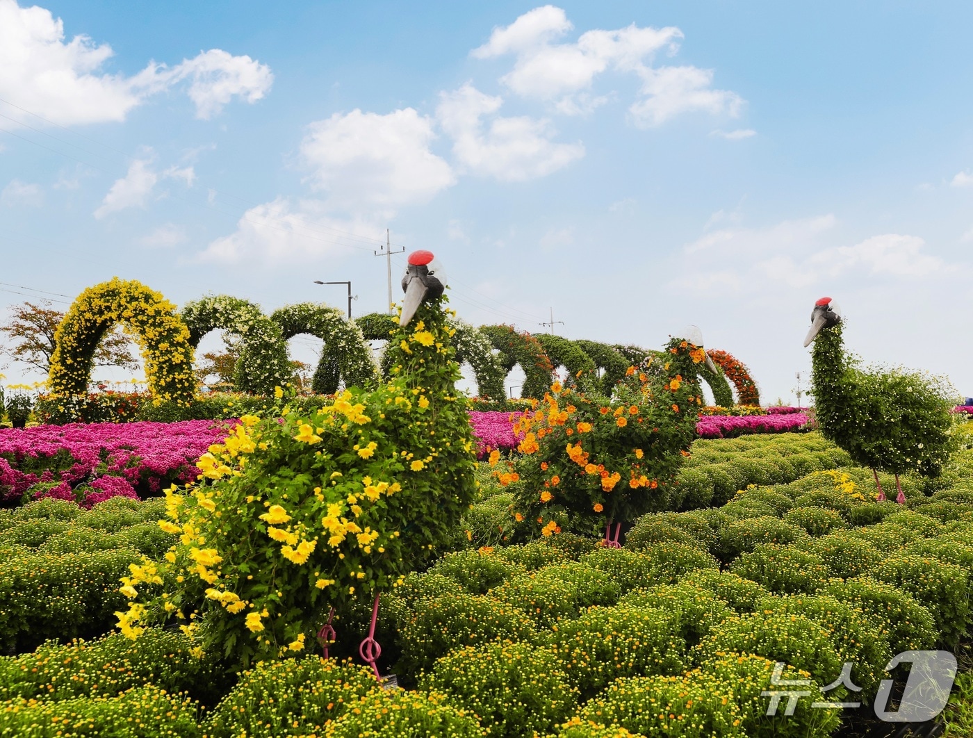 경기 연천군 전곡리유적에 조성된 국화 정원. (연천군 제공, 재판매 및 DB금지)