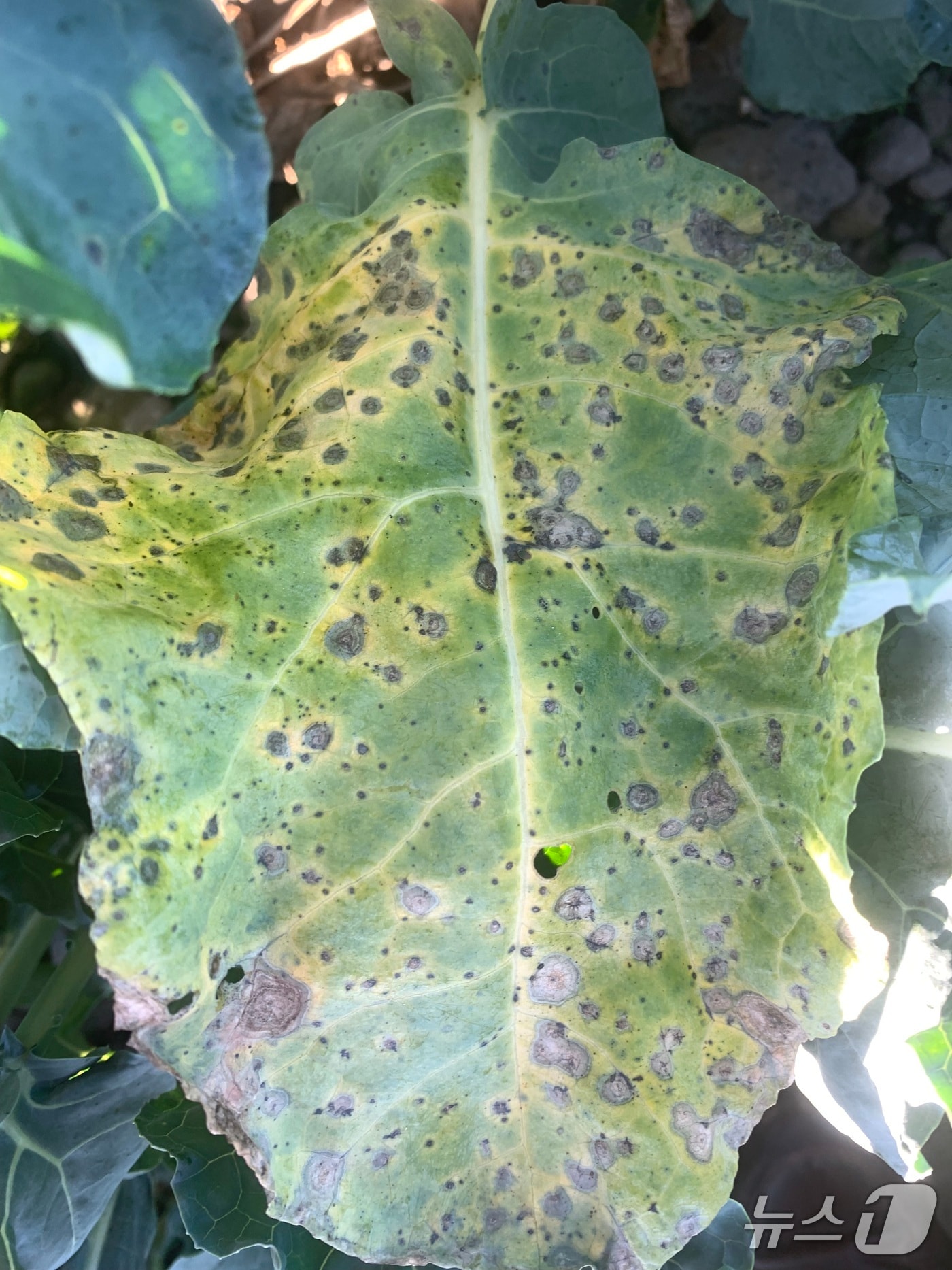검은무늬병(제주도 농업기술원 제공.재판매 및 DB금지)/뉴스1
