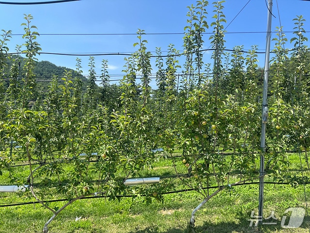 산청군의 다축수형 과원 조성 농장(산청군 제공. 재판매 및 DB금지).