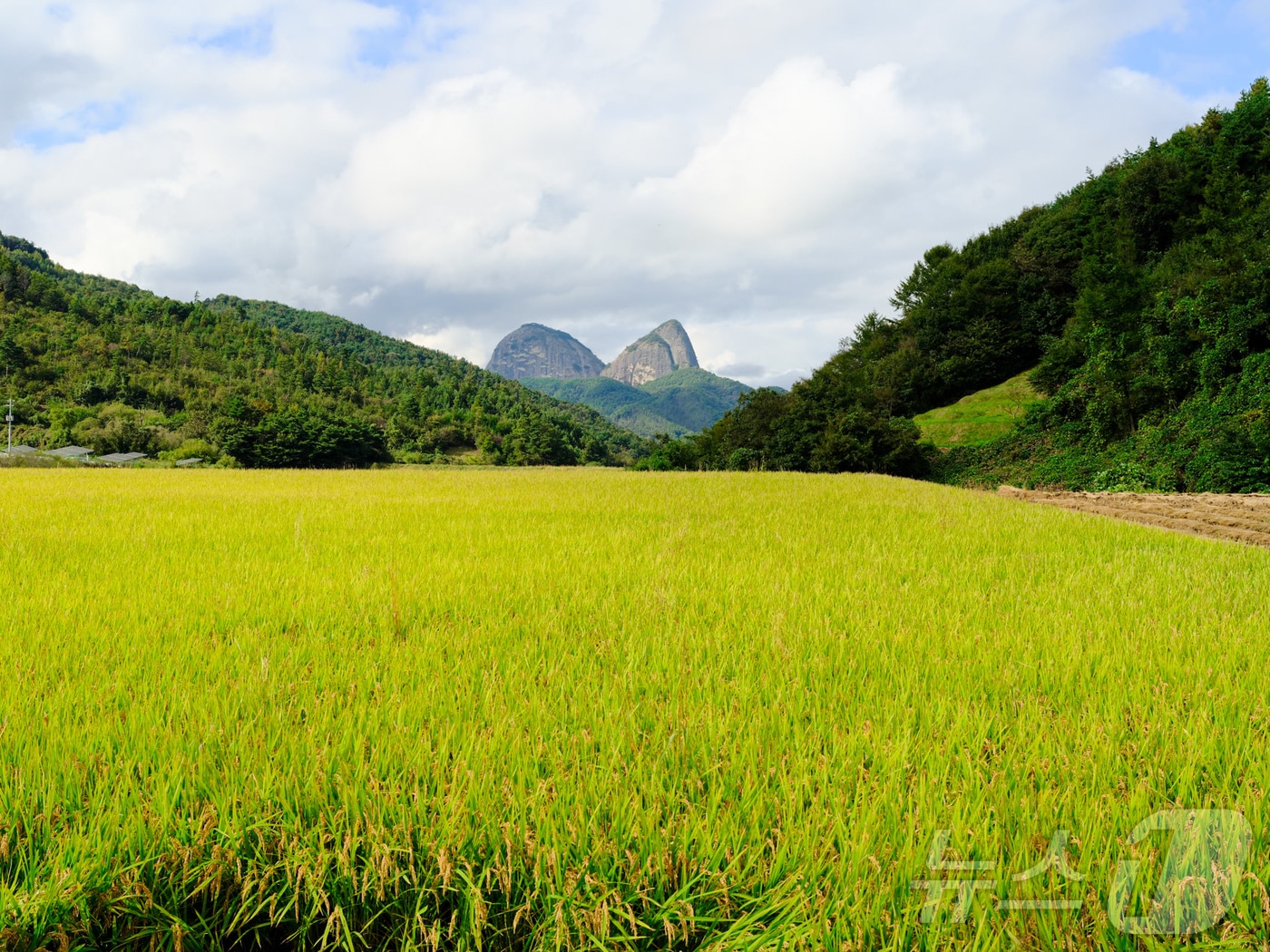 전북 진안군에 소재한 마이산이 황금빛으로 익어가는 벼와 어우러져 아름다움을 자랑하고 있다.(진안군제공. 재판매 및 DB금지)2025.10.15/뉴스1 ⓒ News1 김동규 기자
