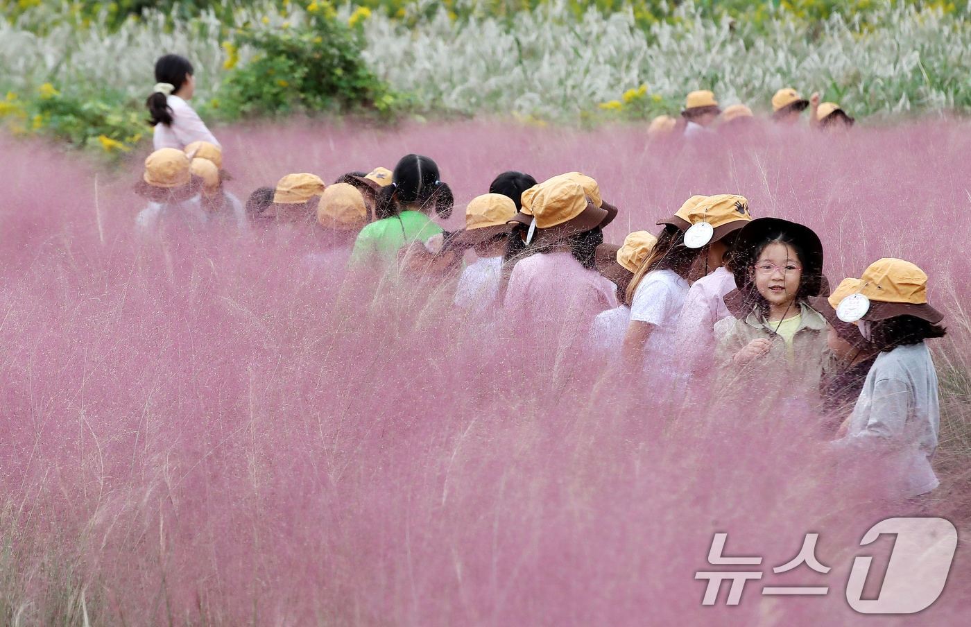 가을 날씨를 보인 15일 오후 부산 강서구 대저생태공원을 찾은 어린이들이 활짝 핀 핑크뮬리를 감상하고 있다. 2025.10.15/뉴스1 ⓒ News1 윤일지 기자