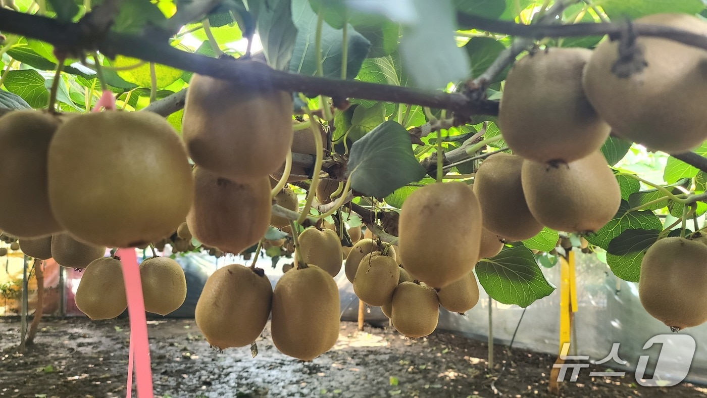 제주산 골드키위(제주도 제공. 재판매 및 DB금지)/뉴스1