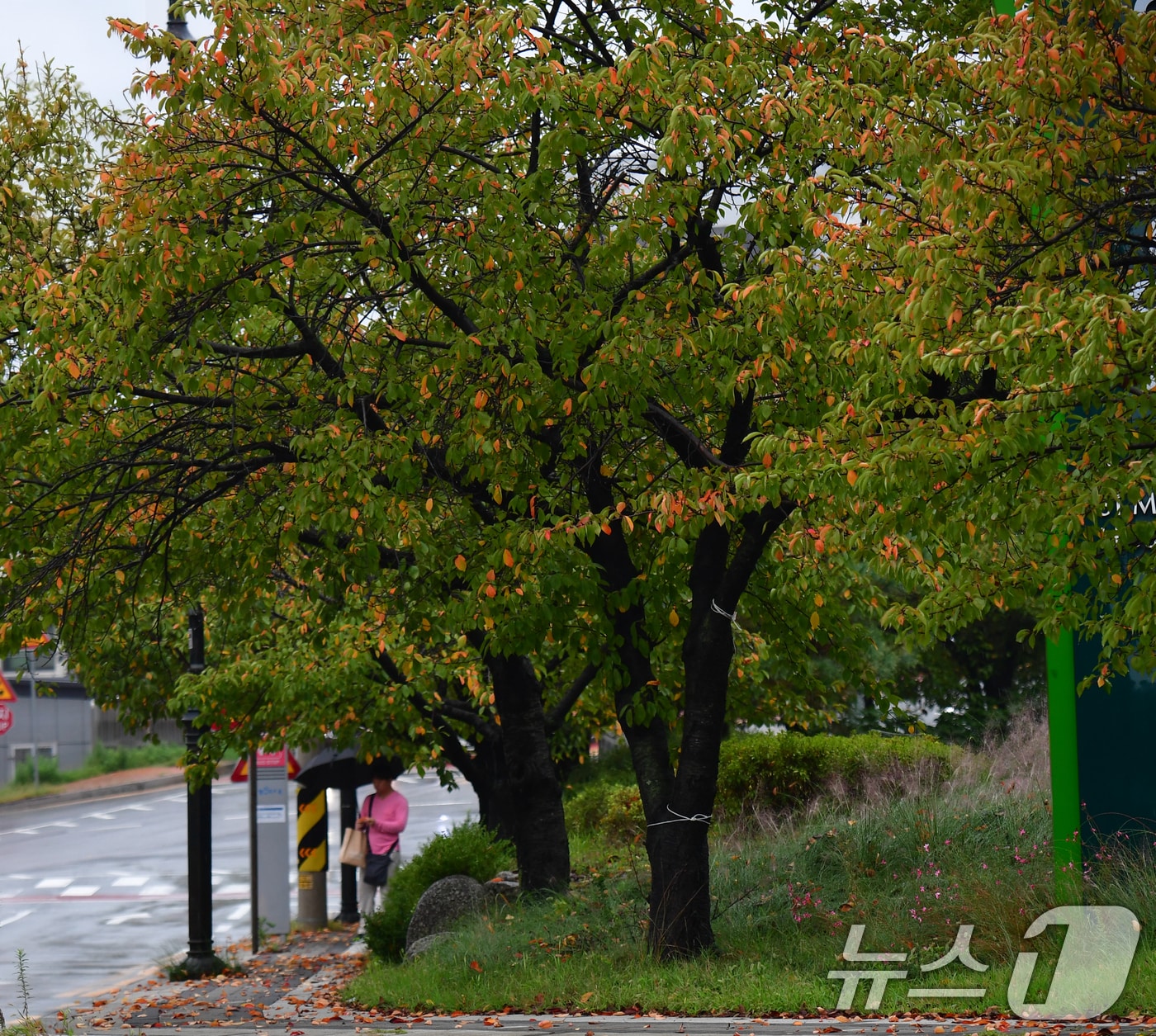 16일 경북 포항시 남구 대이동 철길숲 인근 도로의 가로수들이 가을옷으로 갈아입고 잇다. 2025.10.16/뉴스1 ⓒ News1 최창호 기자