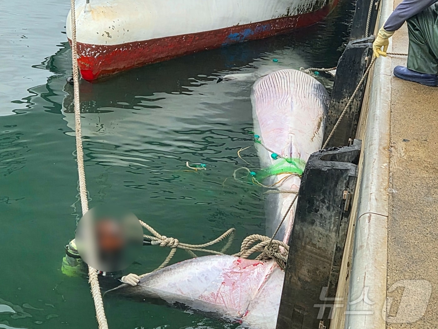 16일 오전 2시53분쯤 제주시 한림항 북서쪽 약 35㎞ 해역에서 고래 사체가 발견돼 한림항에서 인양작업 중인 모습.(제주해양경찰서 제공. 재판매 및 DB 금지) ⓒ News1 홍수영 기자