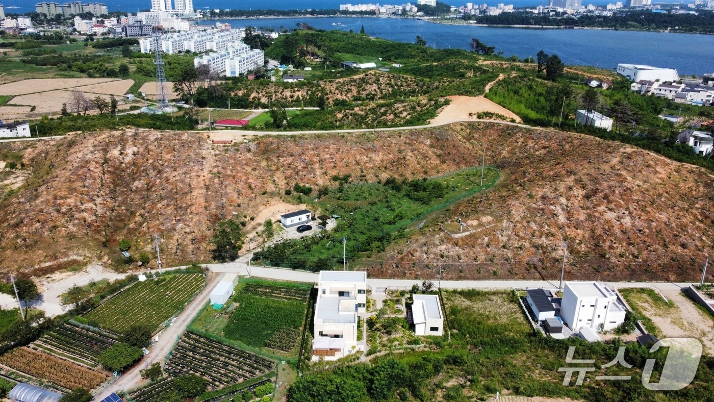 산림청 '우리가 키운 우수 조림지' 최우수상으로 선정된 강원 강릉 저동 산불 피해복구지 일대.(강릉시 제공, 재판매 및 DB 금지) 2025.10.16/뉴스1