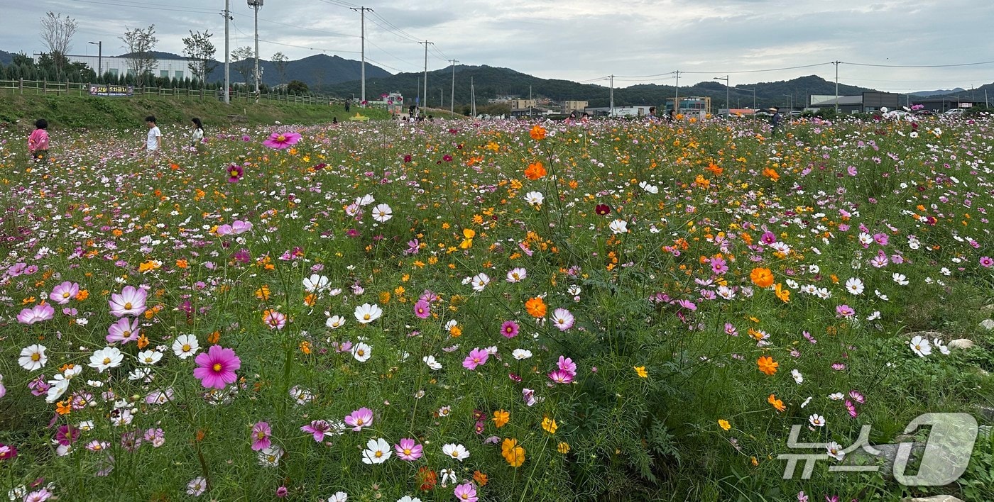 가을 맞은 청주 무심천.(시 제공)/뉴스1