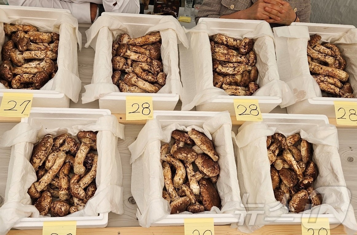 경북 봉화군은 19일까지 열리는 ‘제29회 봉화송이축제’가 봉화읍 내성천 체육공원 일원에서 열린다 ⓒ News1 김대벽기자