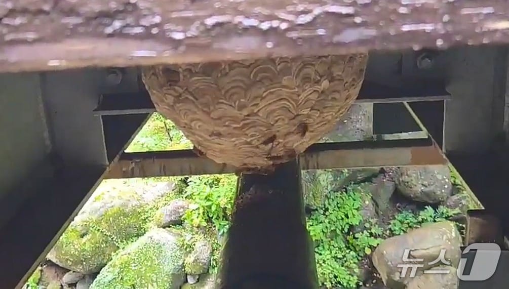 17일 오전 제주 한라산 탐라계곡 인근에서 발견된 말벌집.(제주도소방안전본부 제공. 재판매 및 DB 금지)