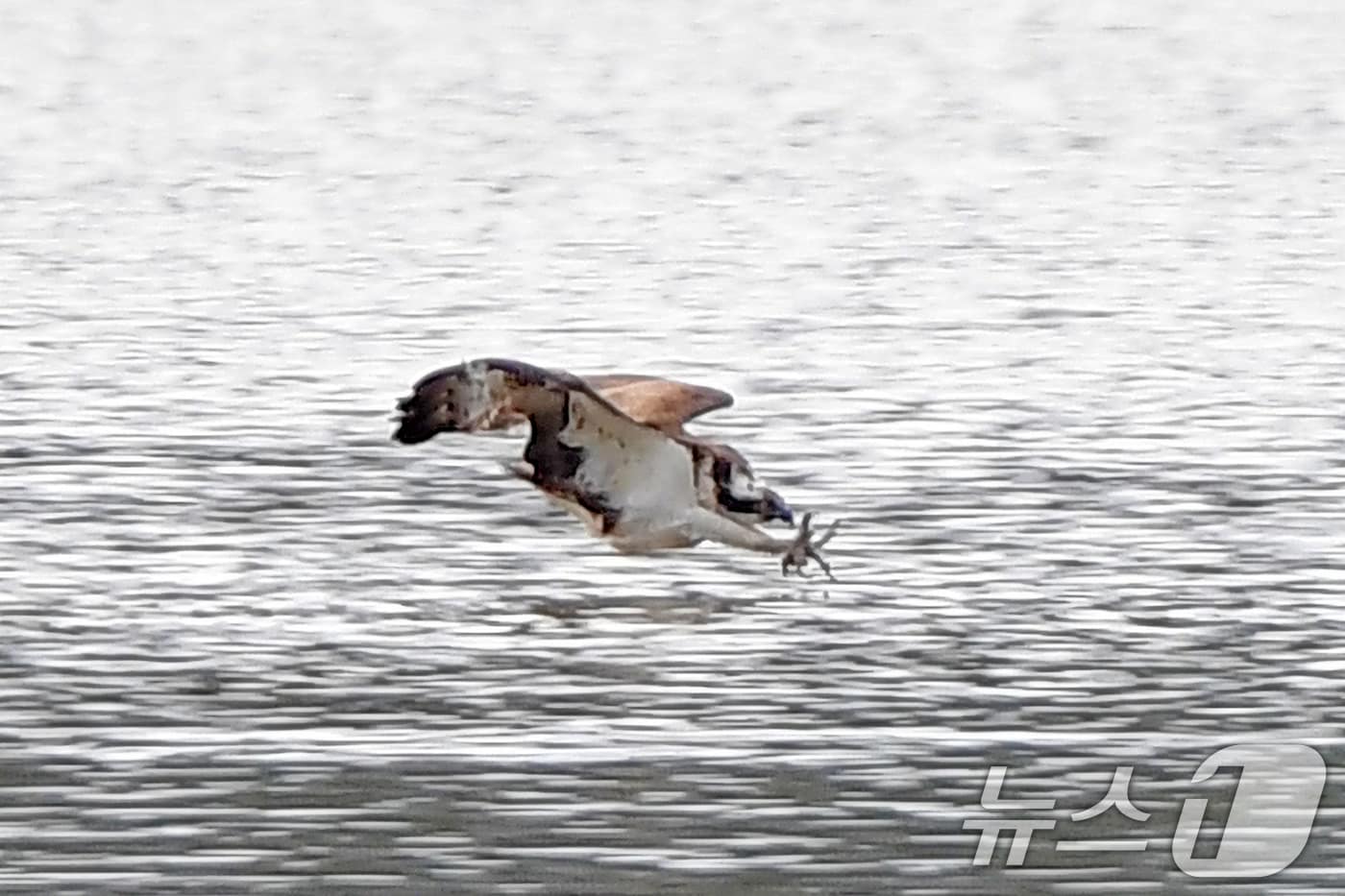 19일 경북 포항시 남구 연일읍 형산강에서 환경부 멸종위기 야생생물 II급 물수리가 물고기 사냥을 위해 강물로 뛰어들고 있다. 2025.10.19/뉴스1 ⓒ News1 최창호 기자