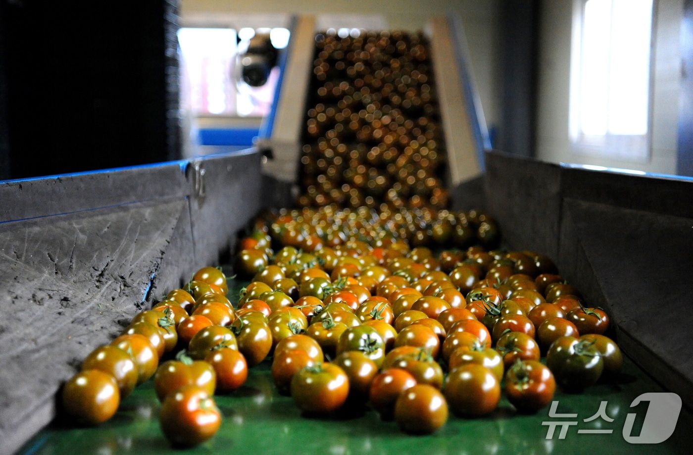 강원 화천산 흑토마토.(화천군 제공, 재판매 및 DB금지)
