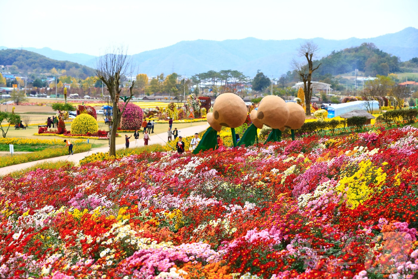화순 고인돌 가을꽃 축제./뉴스1