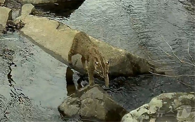 무등산에서 포착된 삵의 모습. (국립공원공단 무등산국립공원동부사무소 제공. 재판매 및 DB 금지)