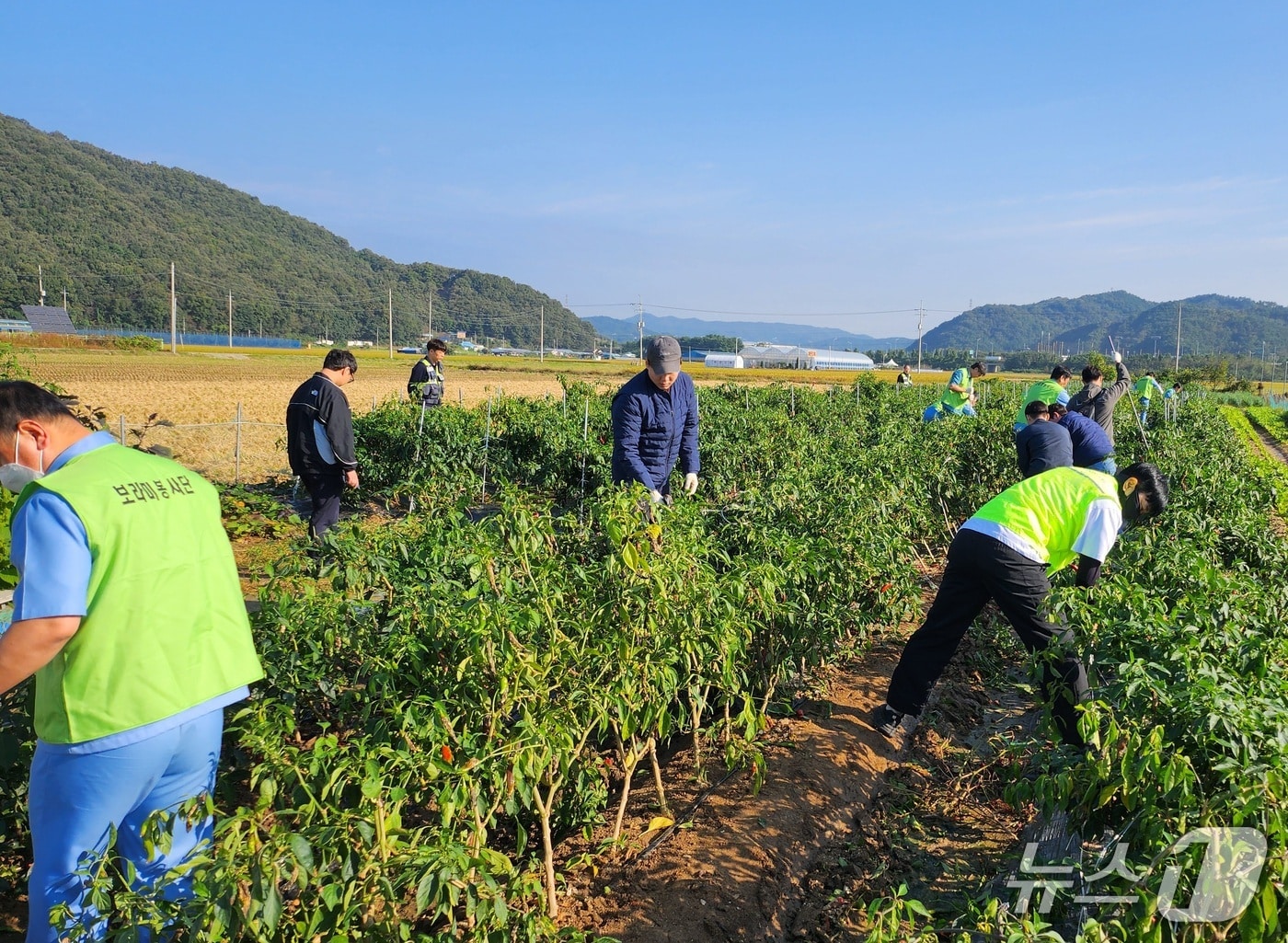 충남세종농협·NH농협은행 충남본부·교정 당국 보라미 봉사단이 농촌 합동 일손 돕기를 실시하고 있다. (충남세종농협 제공, 재판매 및  DB금지) / 뉴스1 