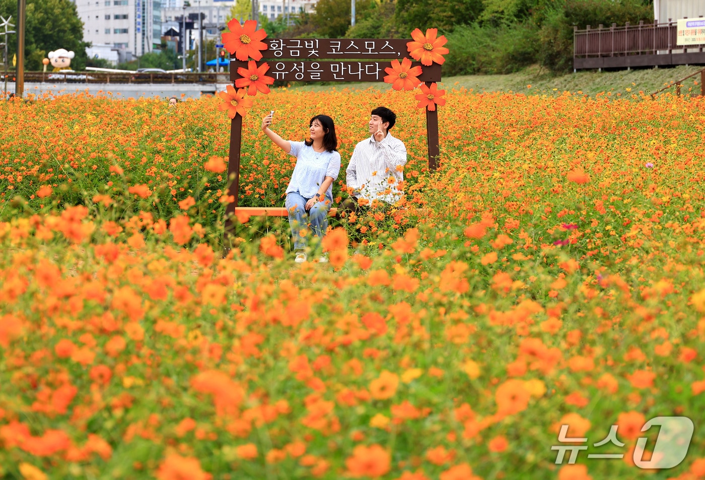유성천변에 조성된 황화 코스모스 포토존 모습.(유성구 제공. 재판매 및 DB금지)/뉴스1