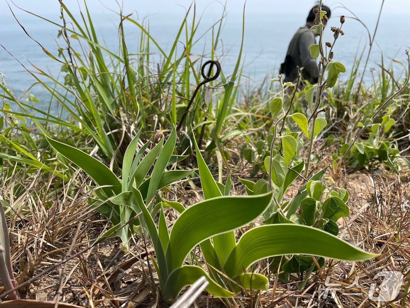 대청부채 자생지 모니터링(기후부 제공) ⓒ 뉴스1