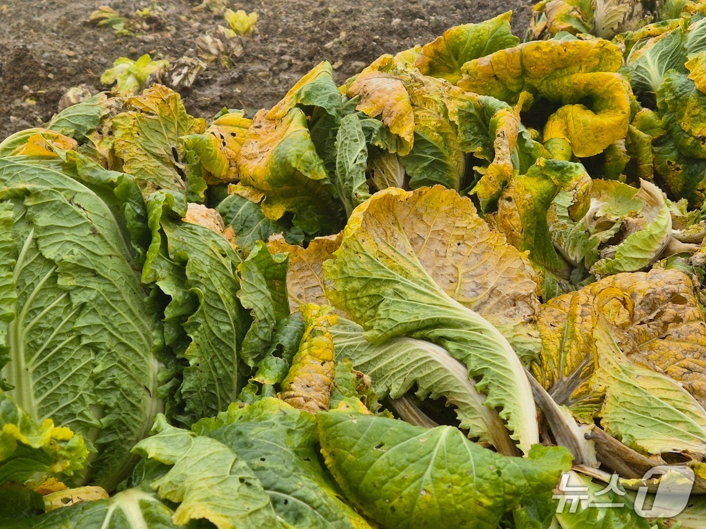 20일 오전 강원 강릉 왕산면 대기리의 한 배추밭. 극심한 가뭄에 이어 집중호우로 인해 배춧잎이 누렇게 변하고 밑둥이 썩어가고 있다. 2025.10.20/뉴스1