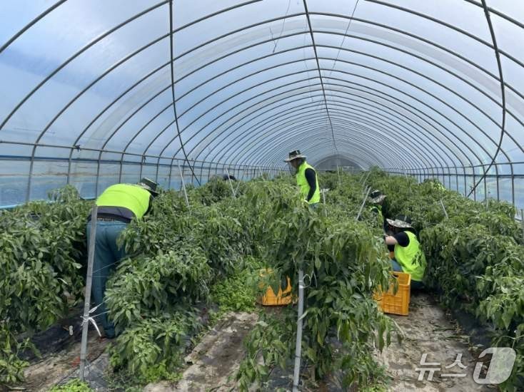 양구지역 농촌 일손 돕기.(농협 강원본부 제공. 재판매 및 DB금지)/뉴스1