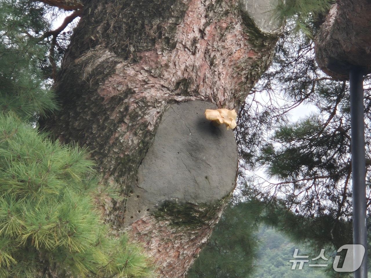 거창군 당산마을 당송에 핀 송이(거창군 제공. 재판매 및 DB금지).