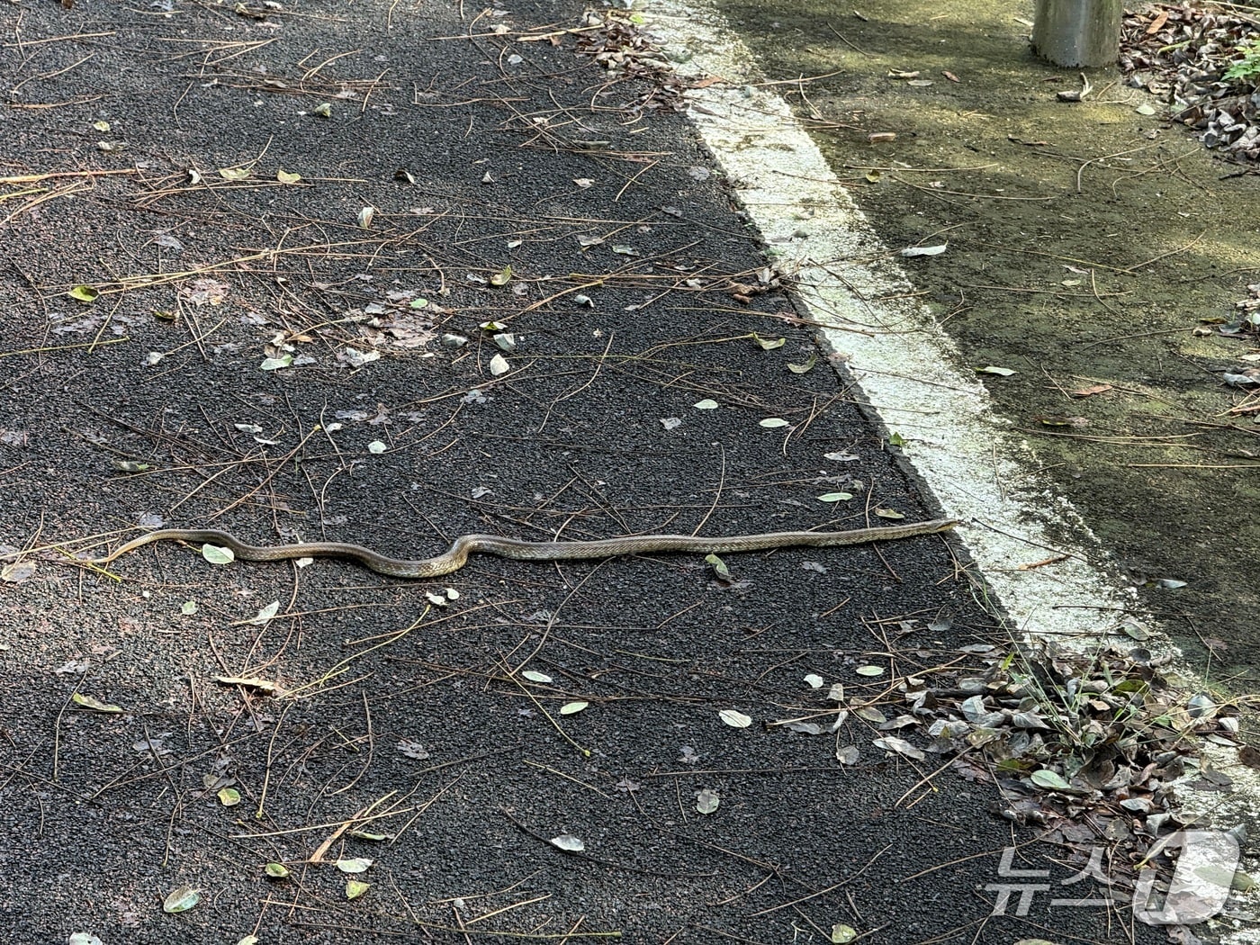 화천에서 발견된 뱀.(독자 제공, 재판매 및 DB금지) 