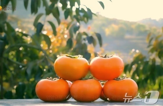 김해 대표 특산물인 진영단감.(김해시 제공. 재판매 및 DB금지)