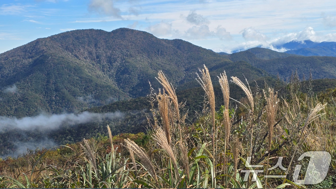 지난 22일 전남 구례군 토지면 지리산국립공원 노고단 일대에 운해와 억새가 어우러져 아름다운 풍경이 펼쳐지고 있다. (지리산국립공원 전남사무소 제공. 재판매 및 DB 금지) 2025.10.23/뉴스1