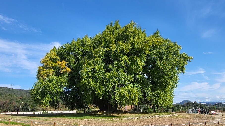 수령이 국내 최고령(1318년 추정)이자 천연기념물 제167호인 강원 원주시 문막읍 반계리 은행나무의 단풍절정기가 오는 11월 초로 예상되는 가운데, 이에 앞선 23일 반계리 은행나무의 모습. 2025.10.23./뉴스1 ⓒ News1 신관호 기자