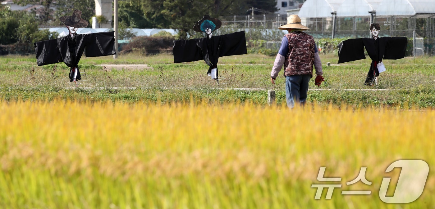 23일 오후 가을걷이가 시작된 대구 북구 학정동 팔계평야에 애니메이션 영화 '케이팝 데몬 헌터스(KPop Demon Hunters)' 속 캐릭터 '사자보이즈' 허수아비가 눈길을 끌고 있다. 2025.10.23/뉴스1 ⓒ News1 공정식 기자