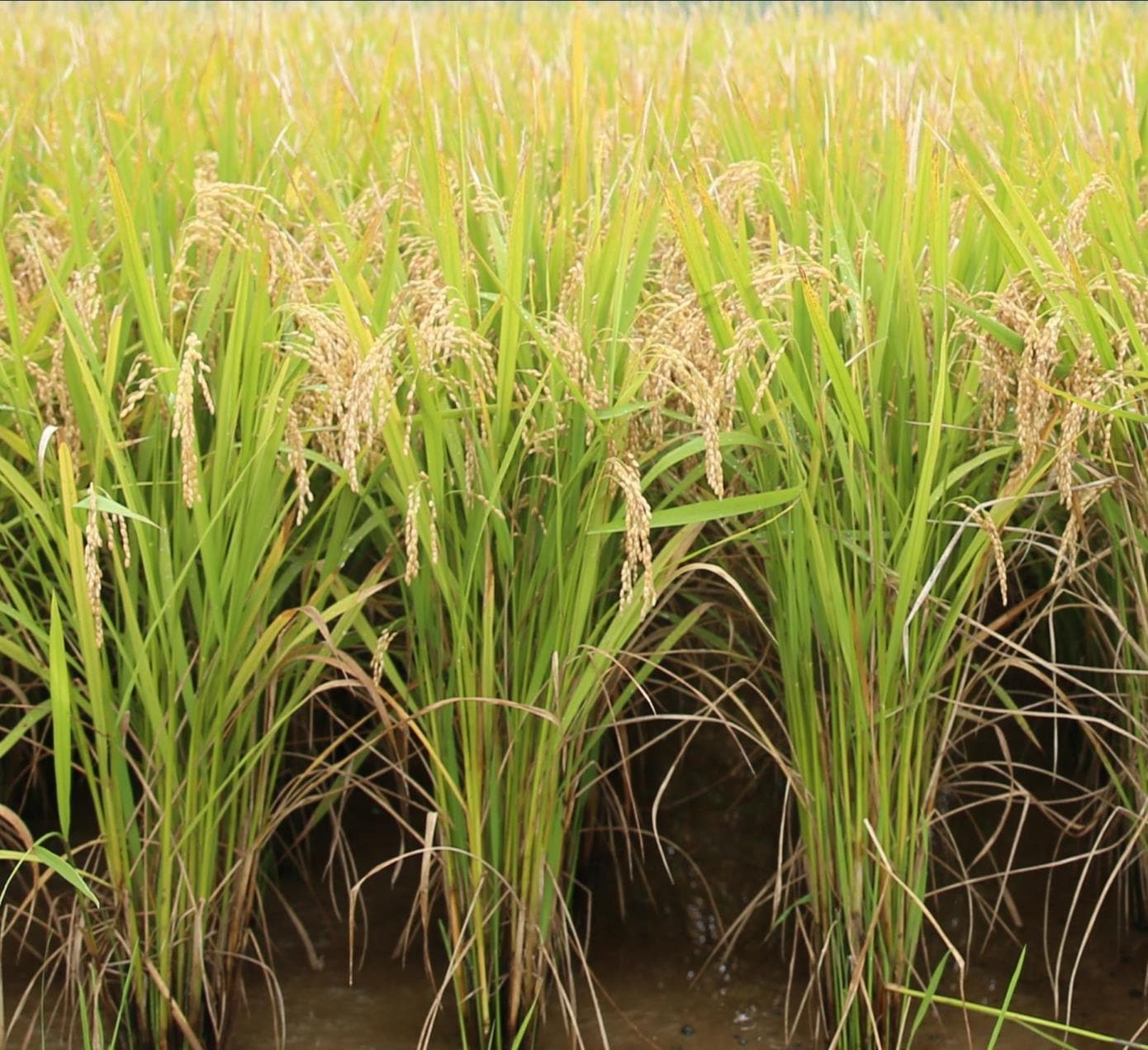 벼 신품종 &#39;늘담&#39; &#40;농촌진흥청 제공&#41; 2025.10.23 /뉴스1