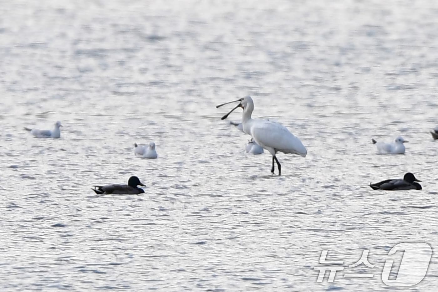 25일 경북 포항시 남구 연일읍 형산강에서 천연기념물 205-2호이자 멸종위기야생생물 2급인 노랑부리저어새 먹잇감을 찾고 있다. 2025.10.25/뉴스1 ⓒ News1 최창호 기자