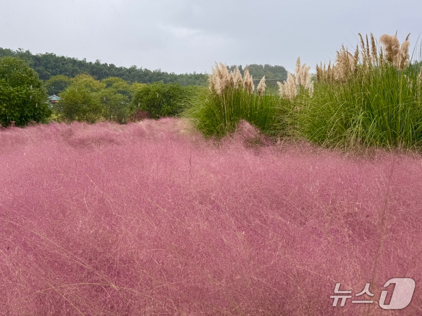 26일 울산 태화강 국가정원에서 ‘바람이 머무는, 가을정원‘을 주제로 한 가을축제가 열린 가운데 핑크뮬리가 만개해 있다. 2025.10.16./뉴스1 김세은 기자