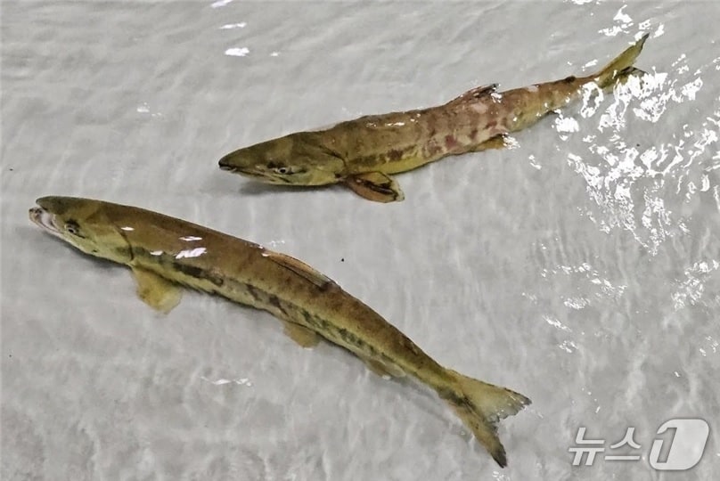 지난 24일 울산 울주군 구영교서 포획된 태화강 회귀연어. (울주군 제공. 재판매 및 DB 금지) /뉴스1