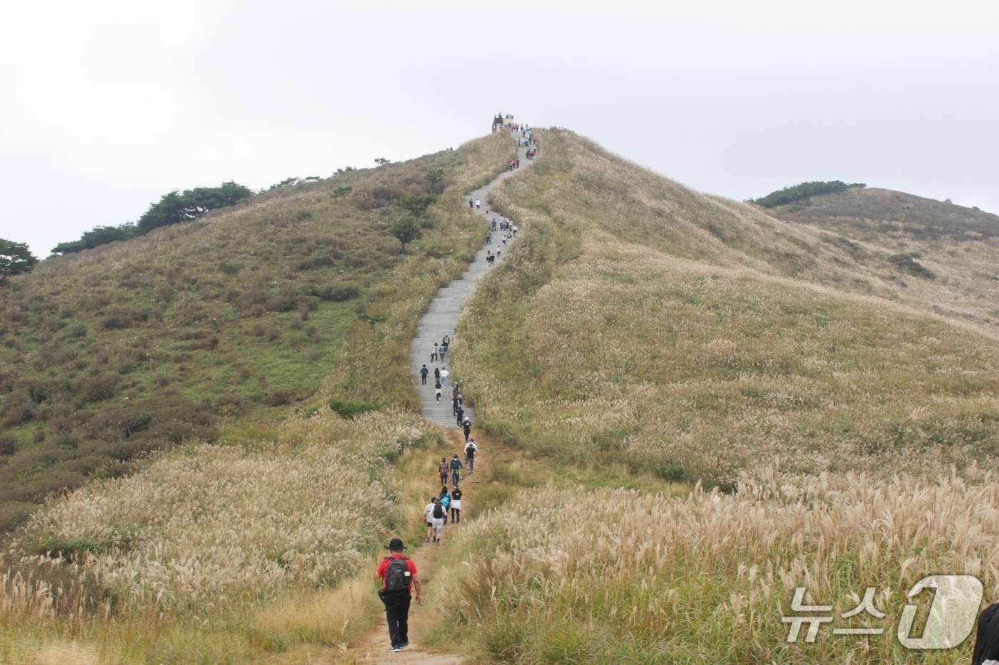 합천 황매산 억새(합천군 제공. 재판매 및 DB금지).