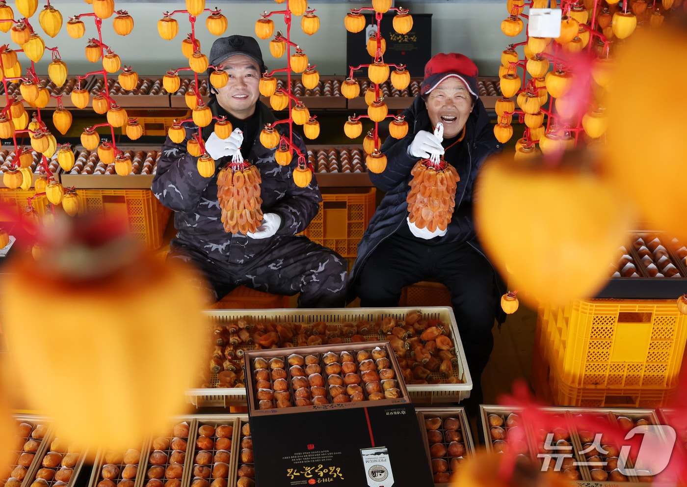 함양군 서하면 오현마을 청춘농원 박춘호 씨가 ‘제9회 지리산 함양 고종시곶감축제’에서 선보일 겨울햇살에 잘 말린 곶감을 들어보이고 있다. (함양군 김용만 제공) 2025.1.8/뉴스1