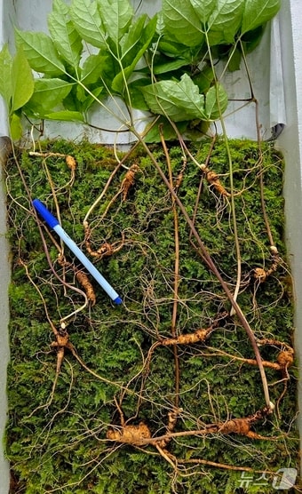 남원 지리산 자락에서 발견된 천종산삼.(한국전통심마니협회 제공. 재판매 및 DB금지)