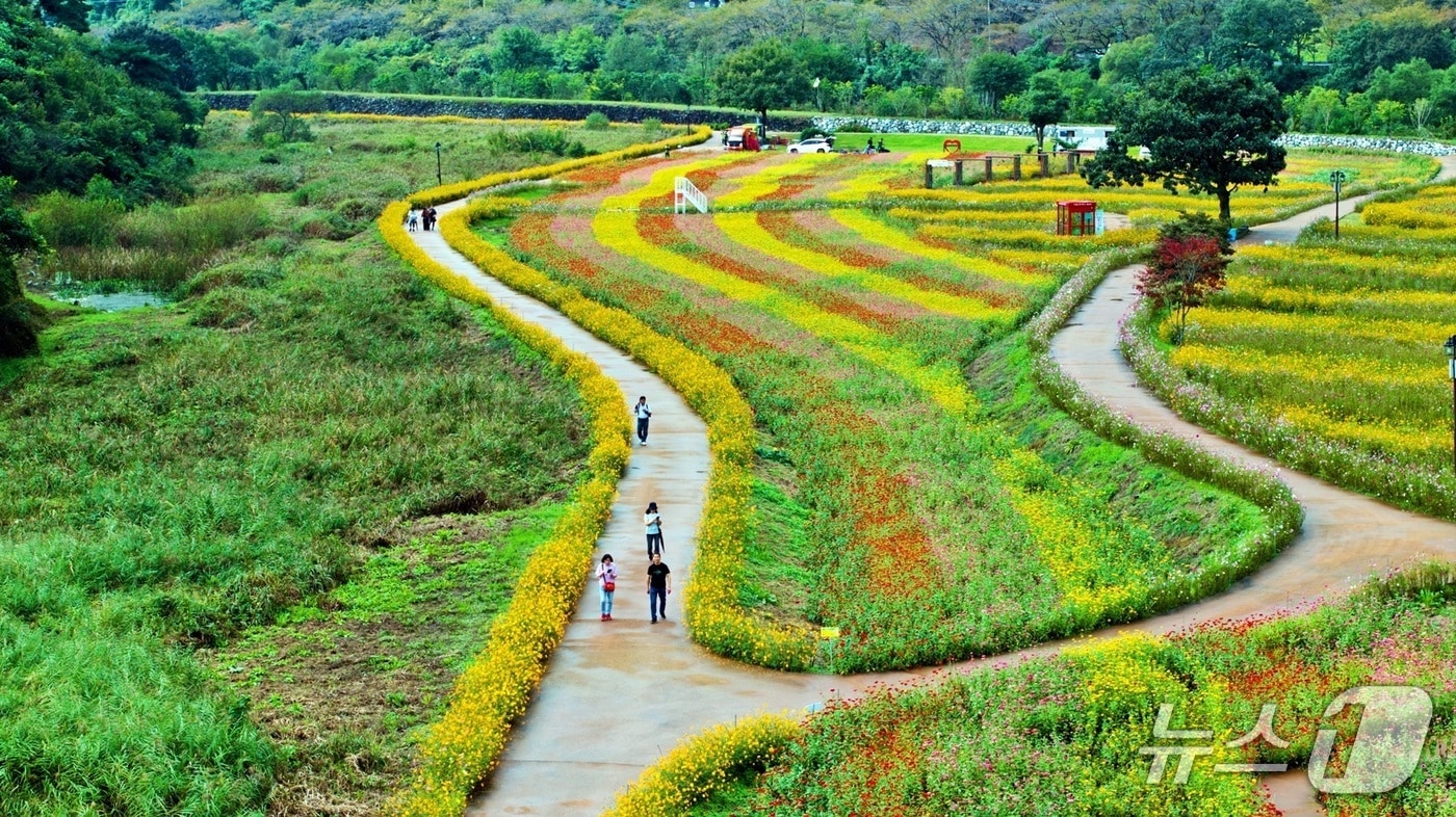&#39;제18회 구절초 꽃축제&#39;가 열린 전북 정읍시 산내면 구절초 지방정원 전경.&#40;정읍시 제공. 재판매 및 DB금지&#41;/뉴스1