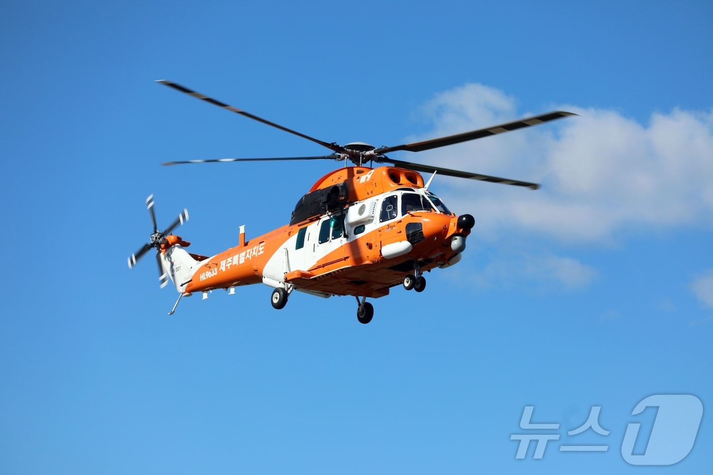 한라마(자료사진)/뉴스1