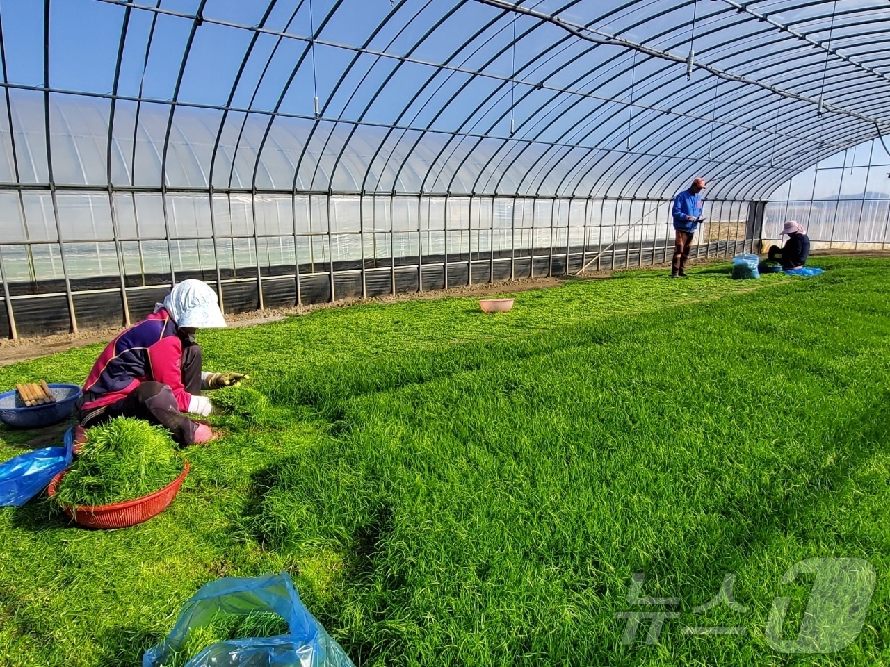 해남 세발나물 농가 (해남군 제공. 재판매 및 DB금지) /뉴스1