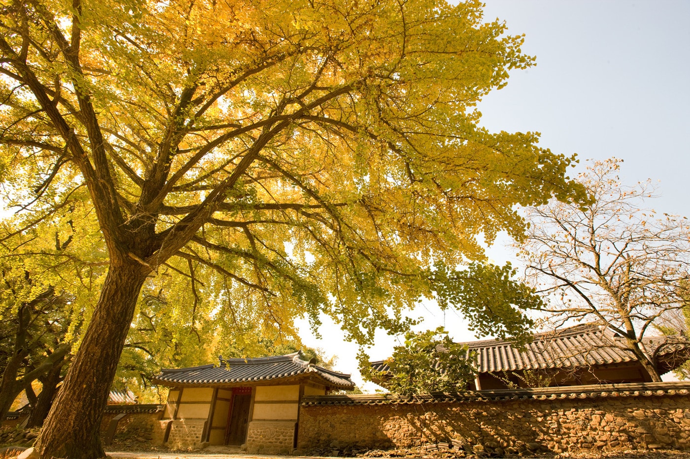 보령 청라은행마을.(충남도 제공. 재판매 및 DB금지)/뉴스1