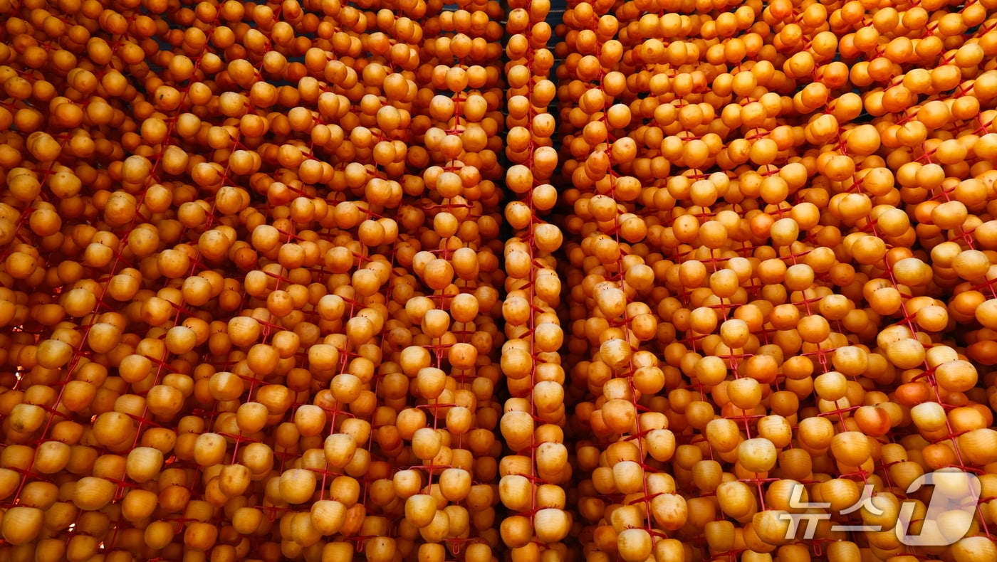 '감 고을' 충북 영동군에서 곶감 말리는 작업이 한창이다. 사진은 감 타래에 걸려 있는 곶감용 감. (영동군 제공. 재판매 및 DB금지) /뉴스1