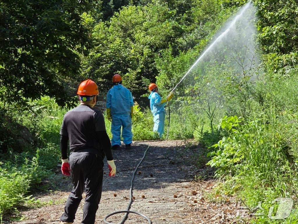 강릉시, 농림지 동시발생 성충기 병해충 방제 실시.(강릉시 제공, 재판매 및 DB 금지) 2025.10.29/뉴스1