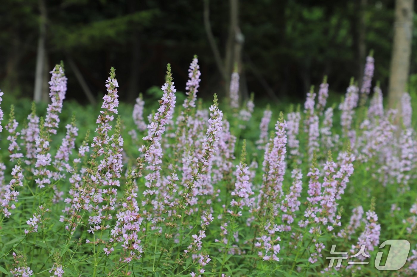 털부처꽃 ‘백두분홍’(한국수목원정원관리원 제공.재판매 및 DB금지) /뉴스1