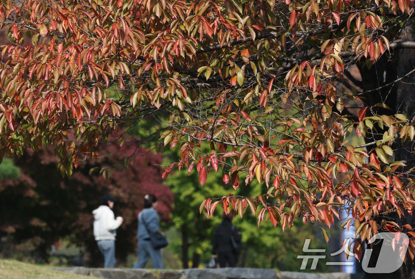 완연한 가을 날씨에 단풍이 물들고 있다. /뉴스1 ⓒ News1 김영운 기자